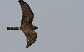 Pallid Harrier