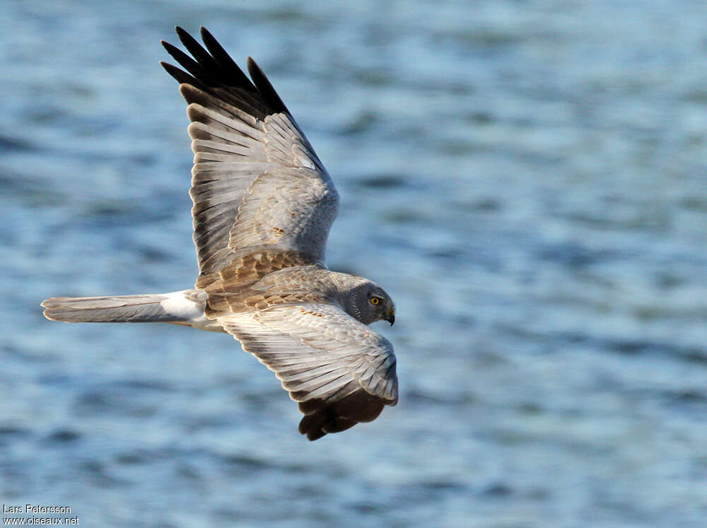 Hen Harrier male immature, pigmentation, Flight