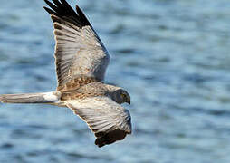 Hen Harrier