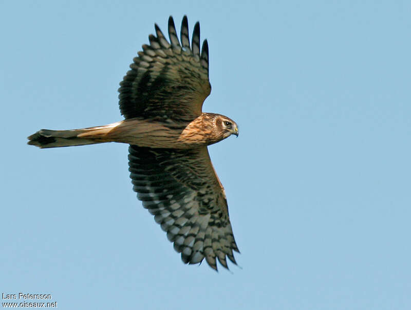 Hen Harrier female adult, pigmentation, Flight
