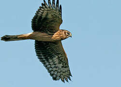 Hen Harrier