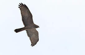 Pied Harrier