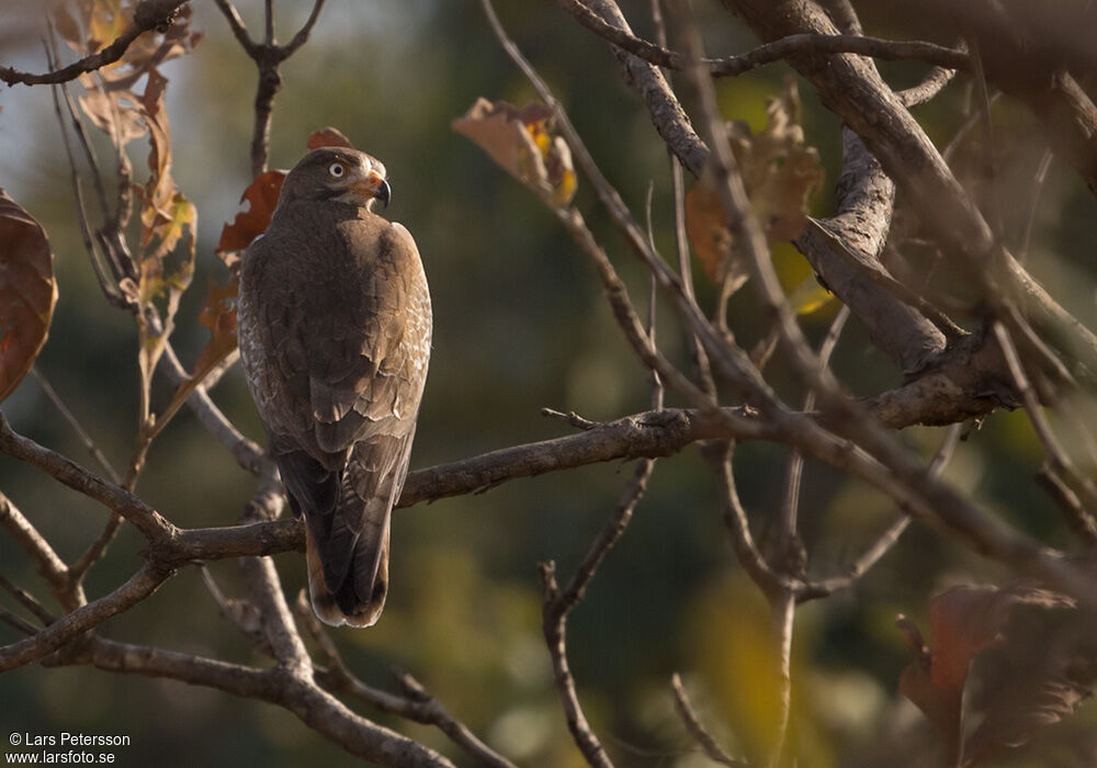 White-eyed Buzzard