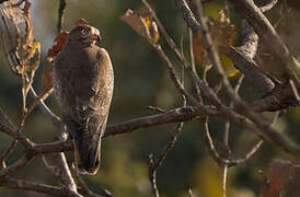 White-eyed Buzzard