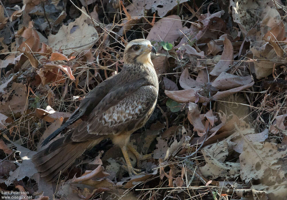 Busautour aux yeux blancsjuvénile, identification