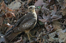 White-eyed Buzzard