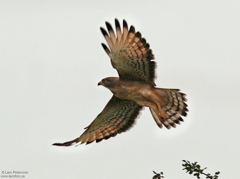 Grasshopper Buzzard