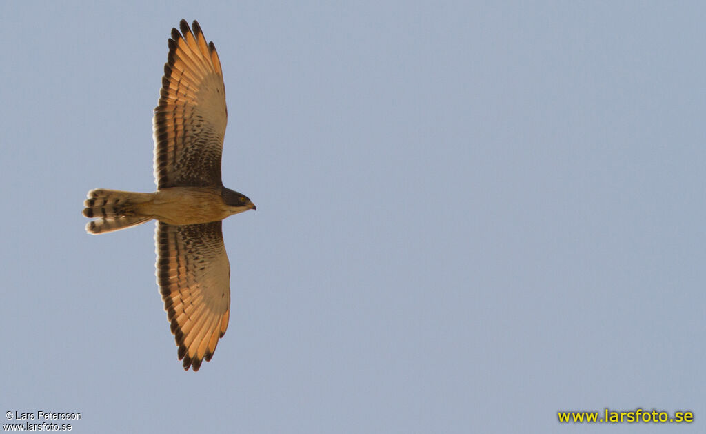 Grasshopper Buzzard