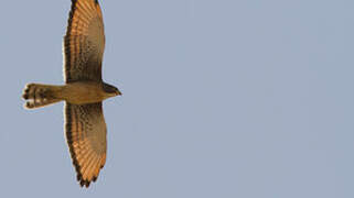 Grasshopper Buzzard