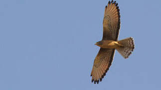 Grasshopper Buzzard