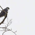 Buse à dos gris