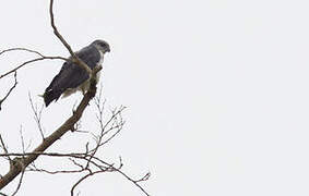 Grey-backed Hawk