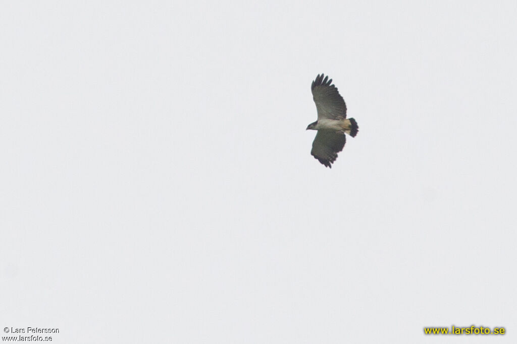 Grey-backed Hawk