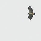 Buse à dos gris