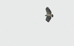 Grey-backed Hawk