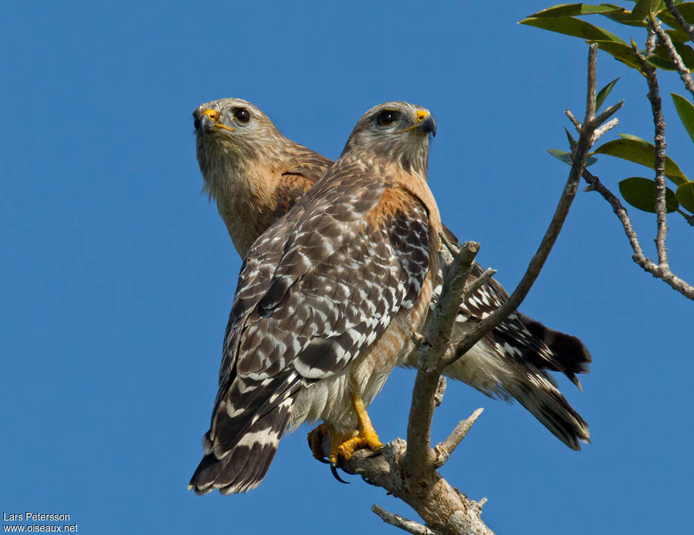 Red-shouldered Hawkadult, identification