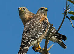 Red-shouldered Hawk