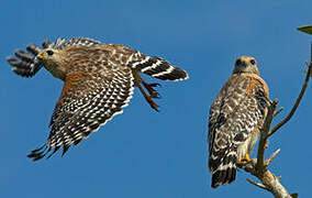 Red-shouldered Hawk