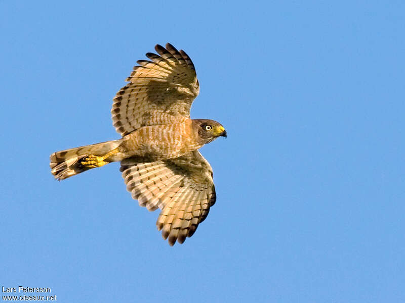 Roadside Hawk, Flight