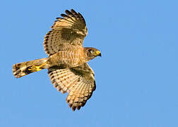 Roadside Hawk