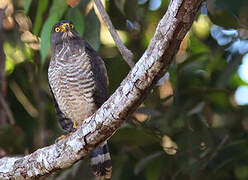 Roadside Hawk