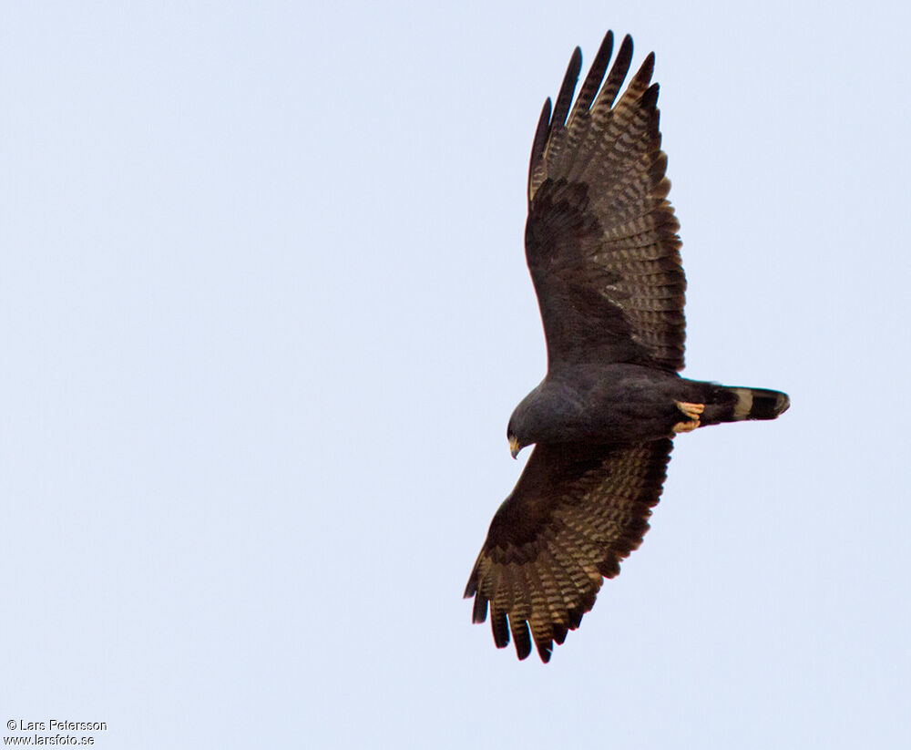 Zone-tailed Hawk