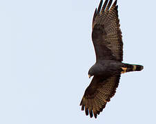 Zone-tailed Hawk