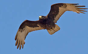 Zone-tailed Hawk