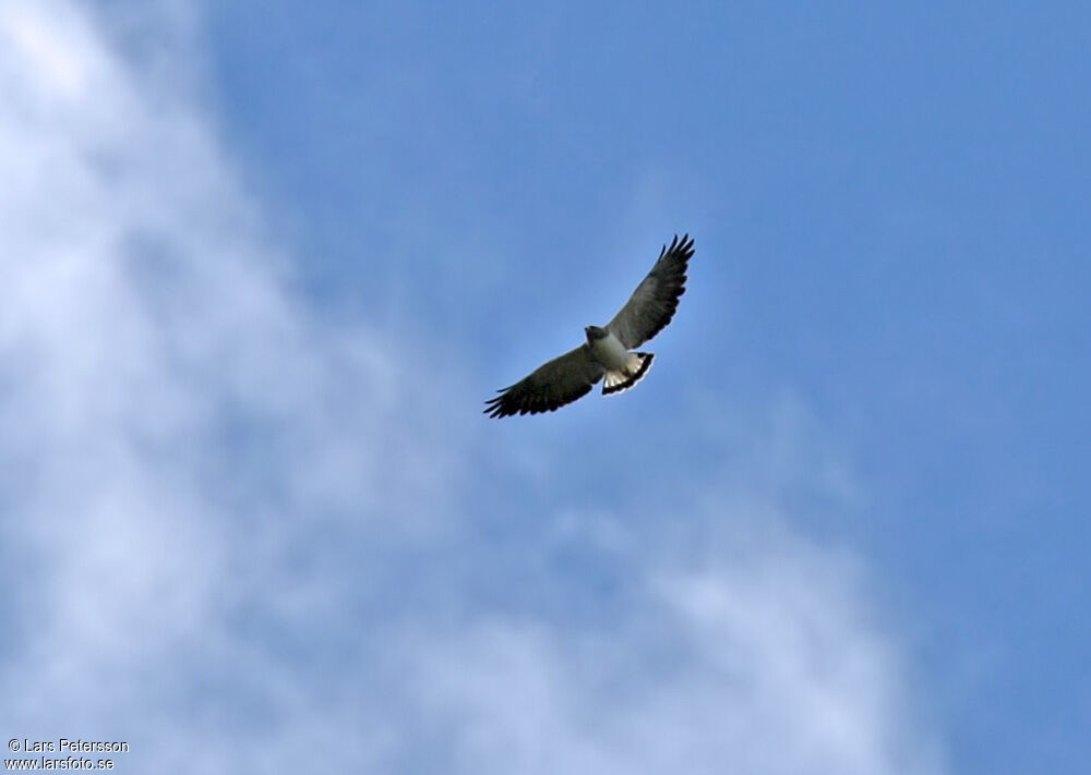 White-tailed Hawk