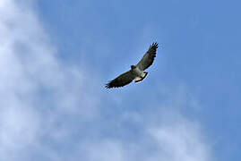 White-tailed Hawk