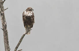 Red-tailed Hawk