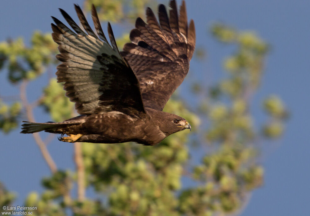 Red-tailed Hawk