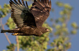Red-tailed Hawk