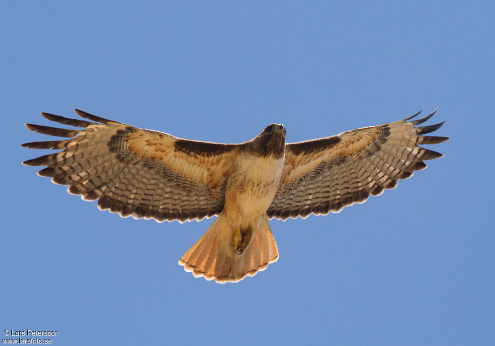 Red-tailed Hawk