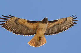 Red-tailed Hawk