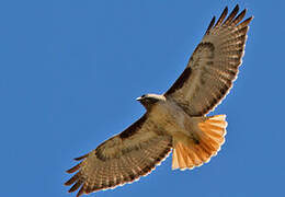 Red-tailed Hawk