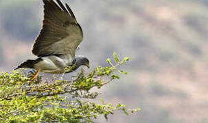 Black-chested Buzzard-Eagle