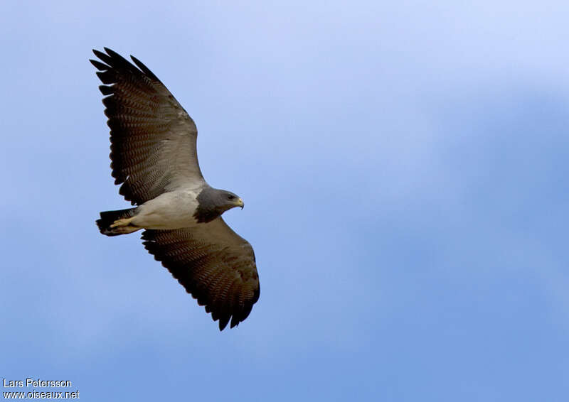 Black-chested Buzzard-Eagle, pigmentation, Flight