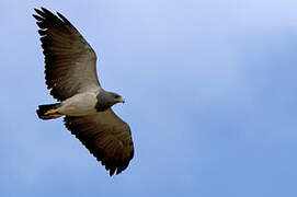 Black-chested Buzzard-Eagle