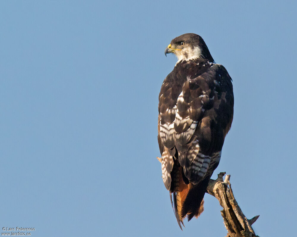 Augur Buzzard