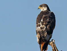 Augur Buzzard