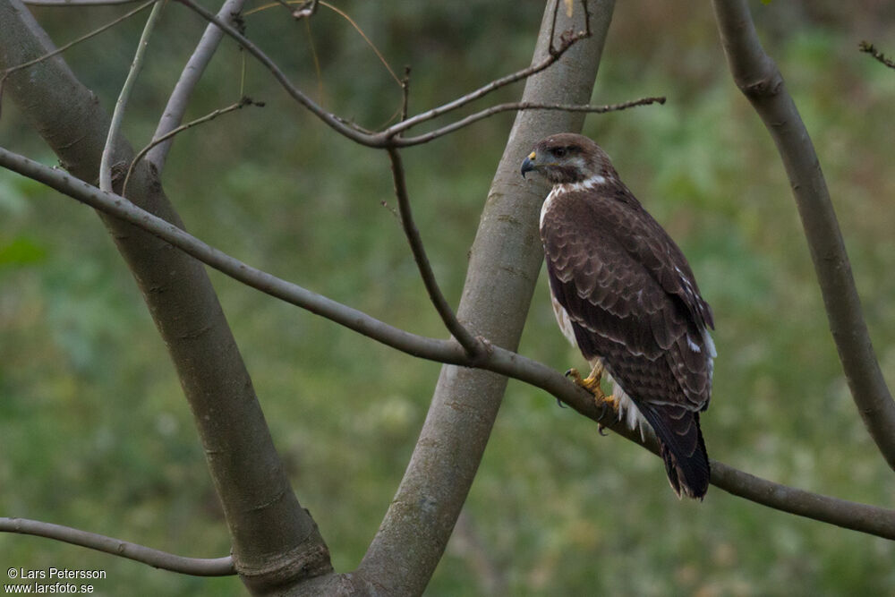 Augur Buzzard