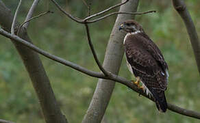 Augur Buzzard