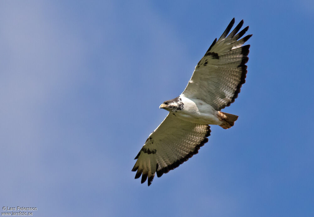 Augur Buzzard