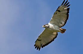 Augur Buzzard