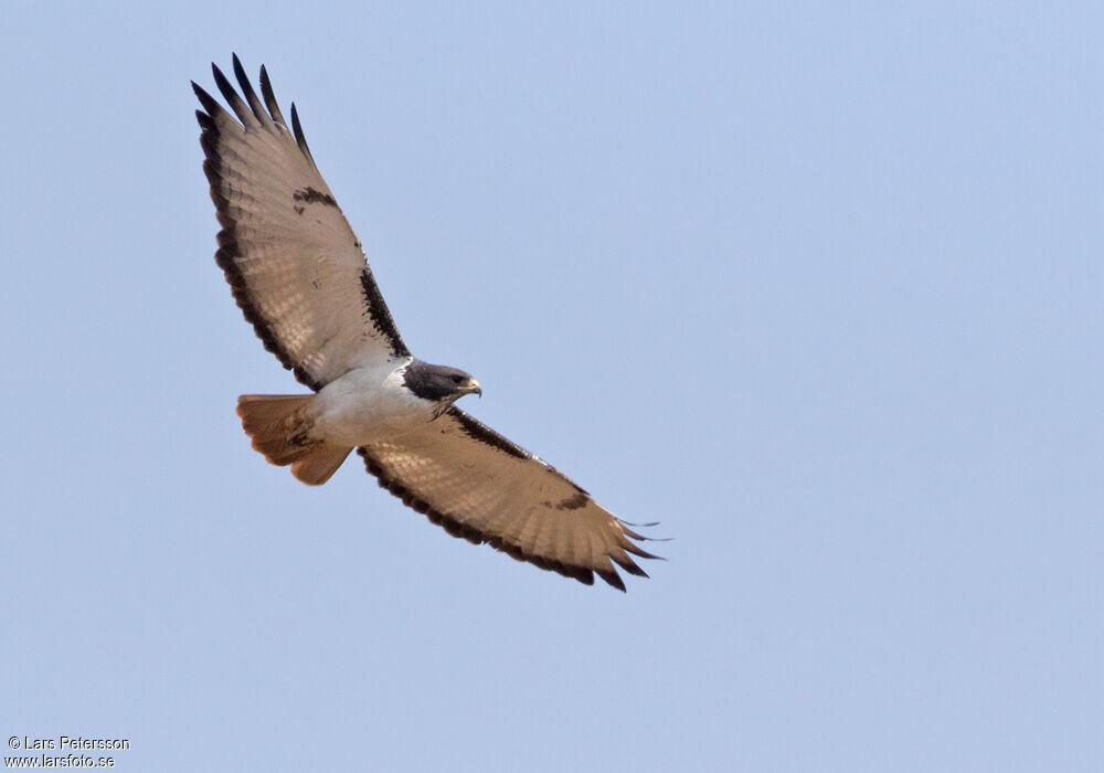 Augur Buzzard