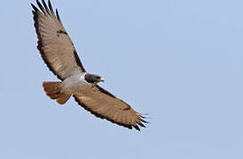 Augur Buzzard