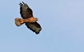 Augur Buzzard