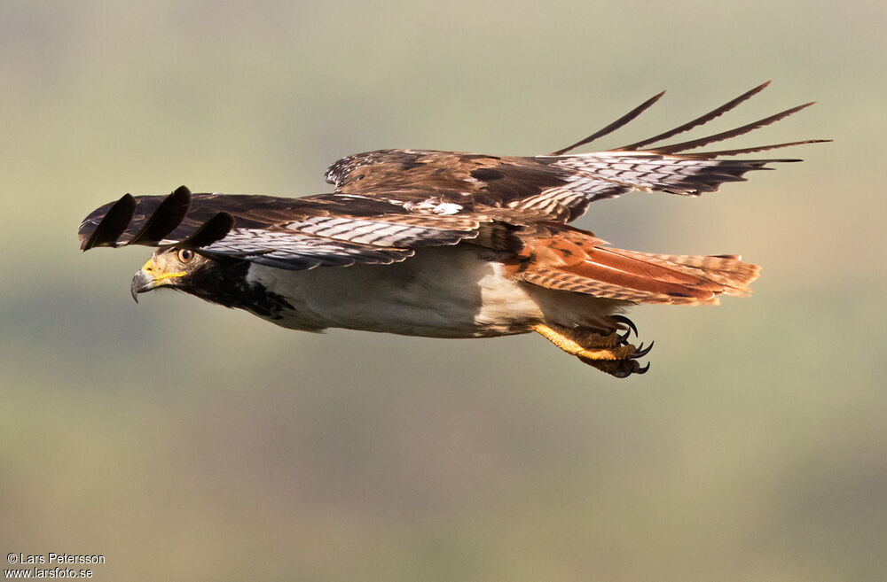 Augur Buzzard