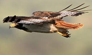 Augur Buzzard